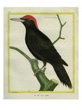 Male Black Woodpecker