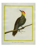 Yellow-Throated Woodpecker