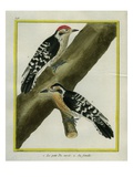 Downy Woodpecker and Female