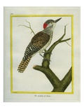 Nubian Woodpecker