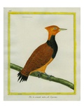 Ringed Woodpecker