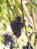 Pinot Noir Grapes on the Vine, New Zealand