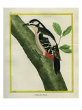 Female Great Spotted Woodpecker