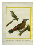 Green-Barred Woodpecker and Grey Woodpecker