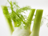 Fresh Fennel Bulb