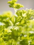 Curly Parsley