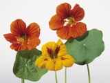 Nasturtium Flowers