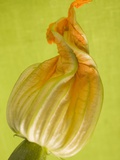 Courgette Flower