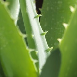 Aloe Vera Leaves