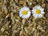 Daisy Tea with Fresh Daisies
