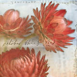 Red Strawflower I Art Print