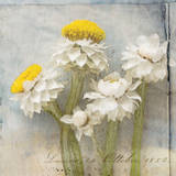 Winged Everlasting Art Print