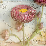 Purple Strawflower I Art Print