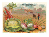Vegetables, Old Fashioned Farm