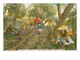 Violet Harvest, Grasse, France