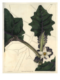 Angular-Leaved Downy Solanum or Naranjilla