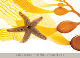 Tidepool Discoveries I