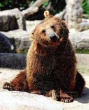 Grizzly Bear