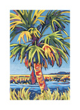 Pine Island Palm