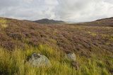 Heather on Galloway Hills, Castramont Hill to Craig of Grobdale, Dumfries and Galloway, Scotland,UK