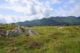 Mediterranean Heather Flowering with Picos de Europa Mountains, Ribadesella, Asturias, Spain