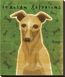 Italian Greyhound (Fawn)