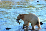 Spirit Bear (Kermode Bear) with Salmon Catch, Great Bear Rainforest, British Columbia, Canada