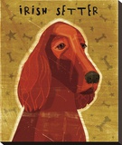 Irish Setter