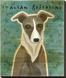 Italian Greyhound (White & Grey)