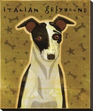 Italian Greyhound (Black & White)