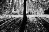 Buy Linger at AllPosters.com