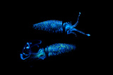 A Firefly Squid Glowing with Rare Luminescence