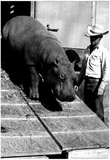 Circus Hippo Archival Photo Poster