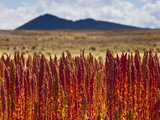 Red Quinoa Is Ripe and Ready to Harvest  on Bolivia's High-Altit