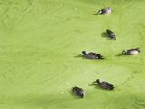 Jacksonville, Fl:  Ducks Swim Through an Algae Covered Pond While Feeding