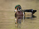 A Male Wood Duck (Aix Sponsa) on a Small Pond in Southern California.