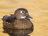A Female Wood Duck (Aix Sponsa) on a Small Pond in Southern California.