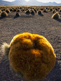 A Large Ball Cactus Survives on the Cold, Wind-Blown Altiplano I