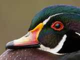 Closeup of a Male Wood Duck (Aix Sponsa) on a Small Pond in Southern California.