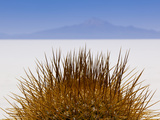 Details of Native Cactus Species on the Island of Incahuasi in T