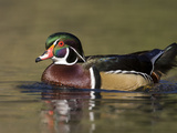 A Male Wood Duck (Aix Sponsa) on a Small Pond in Southern California.