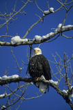 Bald Eagle, Chilkat River, Haines, Alaska, USA