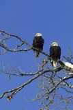 Bald Eagle, Chilkat River, Haines, Alaska, USA