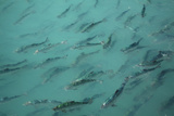 Fish at High Country Salmon Farm, Twizel, South Island, New Zealand