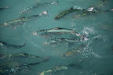 Fish at High Country Salmon Farm, Twizel, South Island, New Zealand