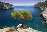 Lone Pine Tree Growing Out of Solid Rock, Calanques Near Cassis, Provence, France Photographic Print