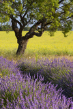 Lone Tree, Lavender and Mustard Fields Near Valensole, Provence, France