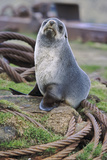 Kerguelen Fur Seal, Antarctic Fur Seal, South Georgia, Sub-Antarctica
