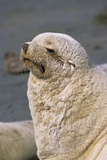 Kerguelen Fur Seal, Antarctic Fur Seal, South Georgia, Sub-Antarctica