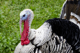 Barnyard Tom Turkey, Farmers' Museum, Cooperstown, New York, USA